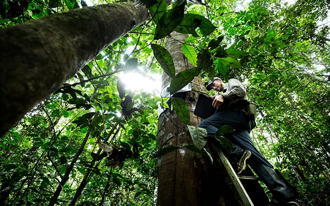A person stands on a ladder propped against a tree in a rainforest.