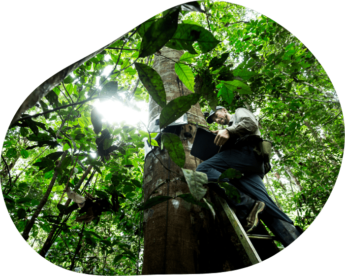A person stands on a ladder propped against a tree in a rainforest, holding a tablet.